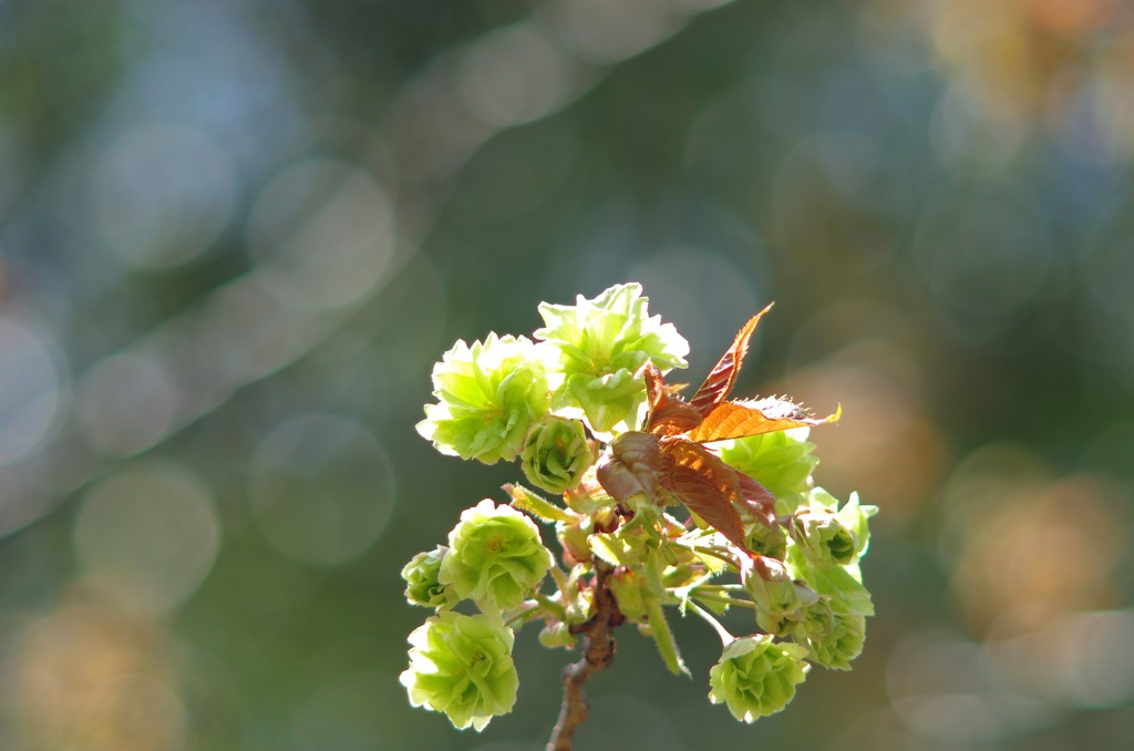 御衣黄桜_1