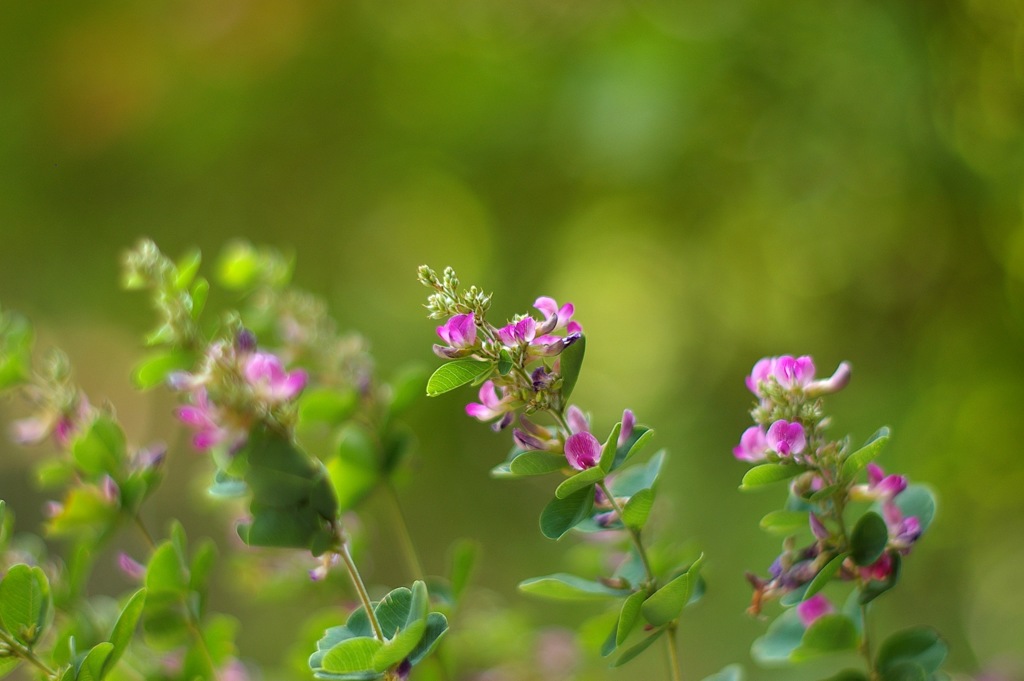 *ist DS 試し撮り_2