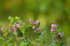 *ist DS 試し撮り_2