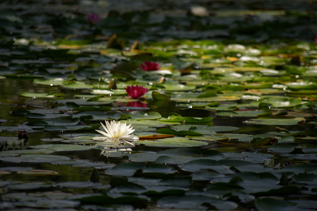 睡蓮_14