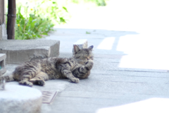cat_282　考える猫