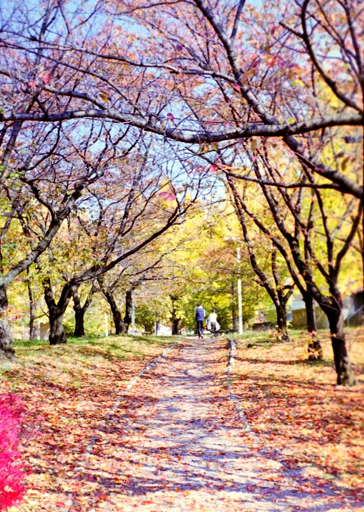 落ち葉の道_フィルムにて