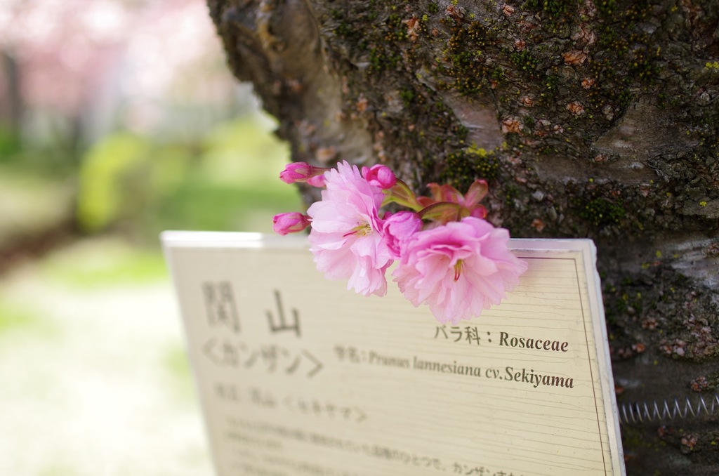 八重桜_DA35
