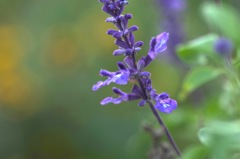6_Blue salvia