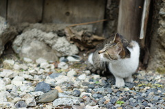 cat_336　小雨降る空を見上げて