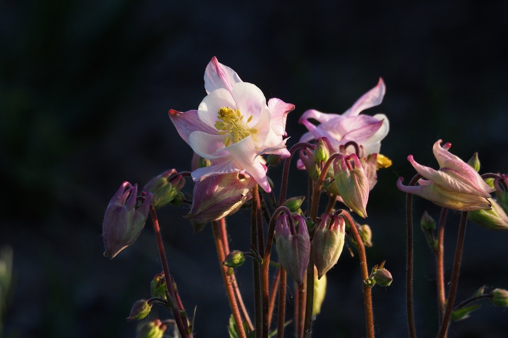 オダマキ_MZD75-300