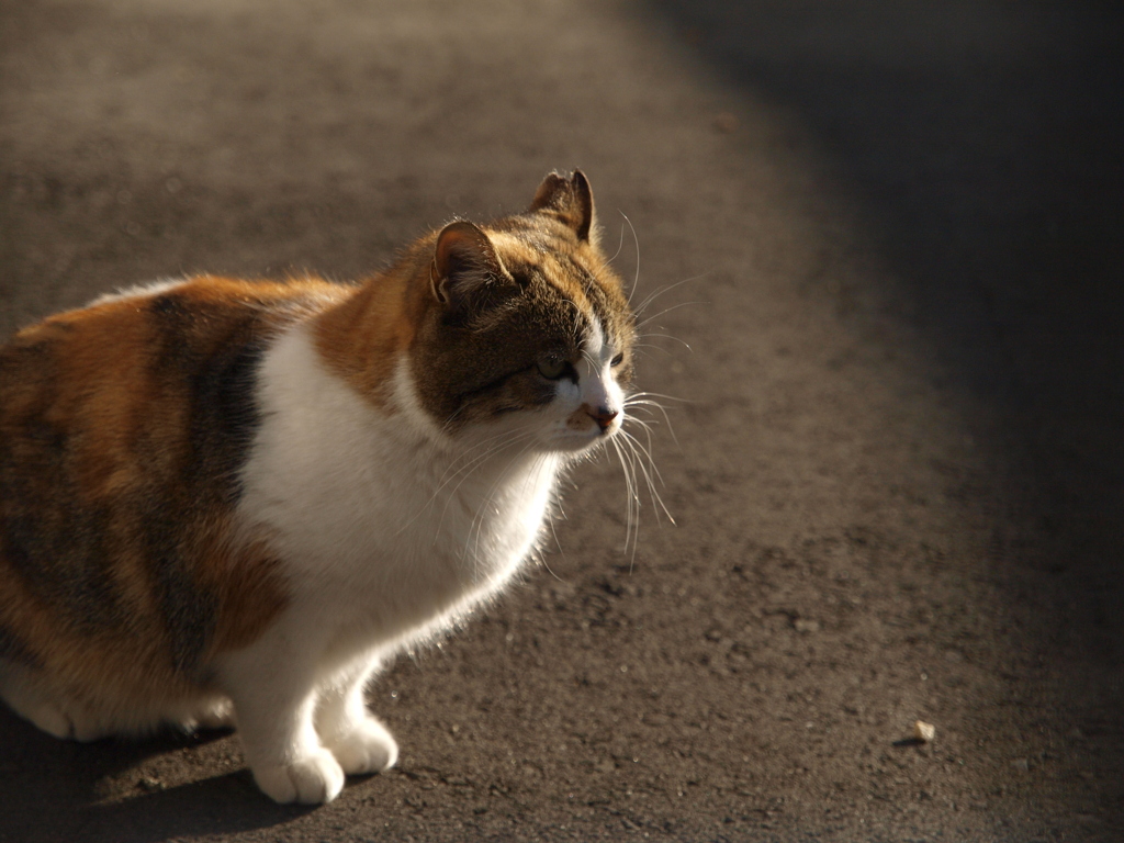 cat_473　冬の朝