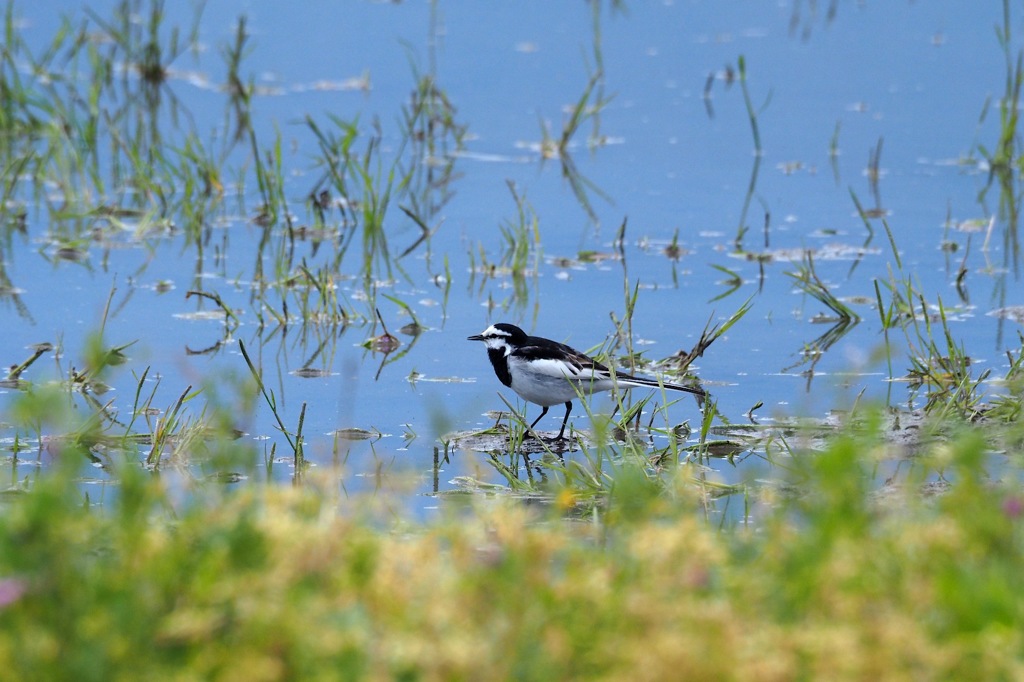 ハクセキレイ_1