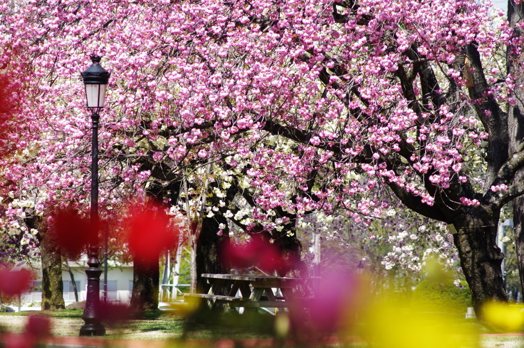 満開の八重桜