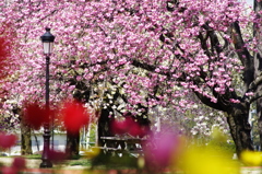 満開の八重桜