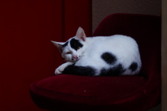 cat_94  誘惑