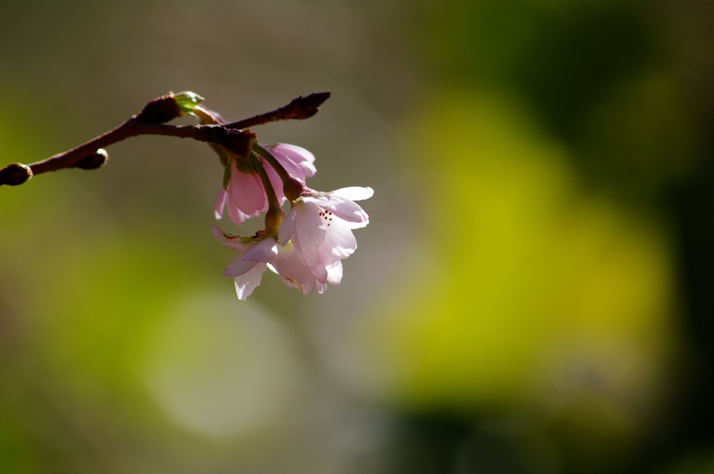 十月桜_2