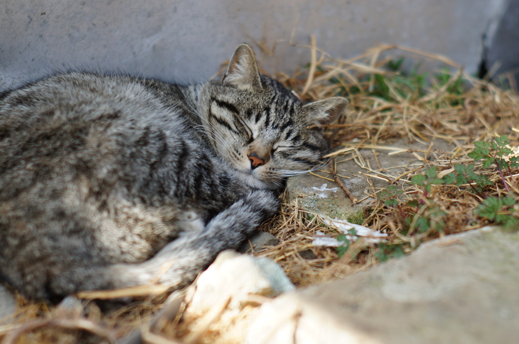 cat_242　Zzz…