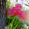 彼岸花_12_フィルムにて