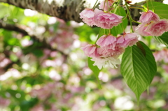 八重桜_7