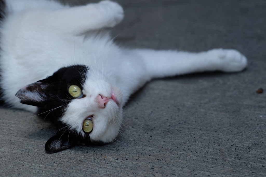 cat_335　もしかして…