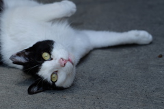 cat_335　もしかして…