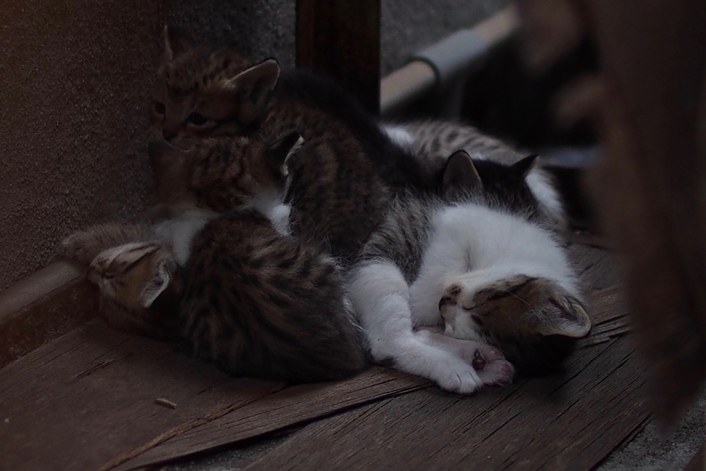 cat_380　ネムネム その2