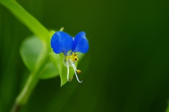 藍