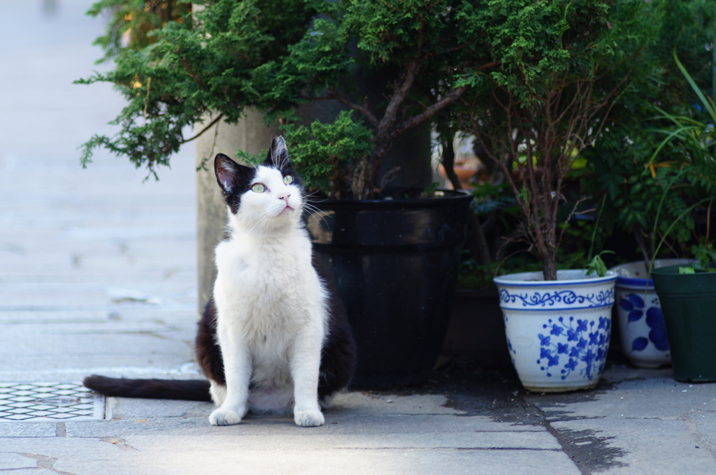 cat_557　目線ください