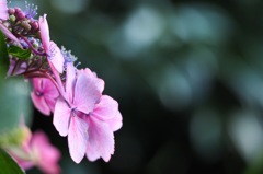 額紫陽花
