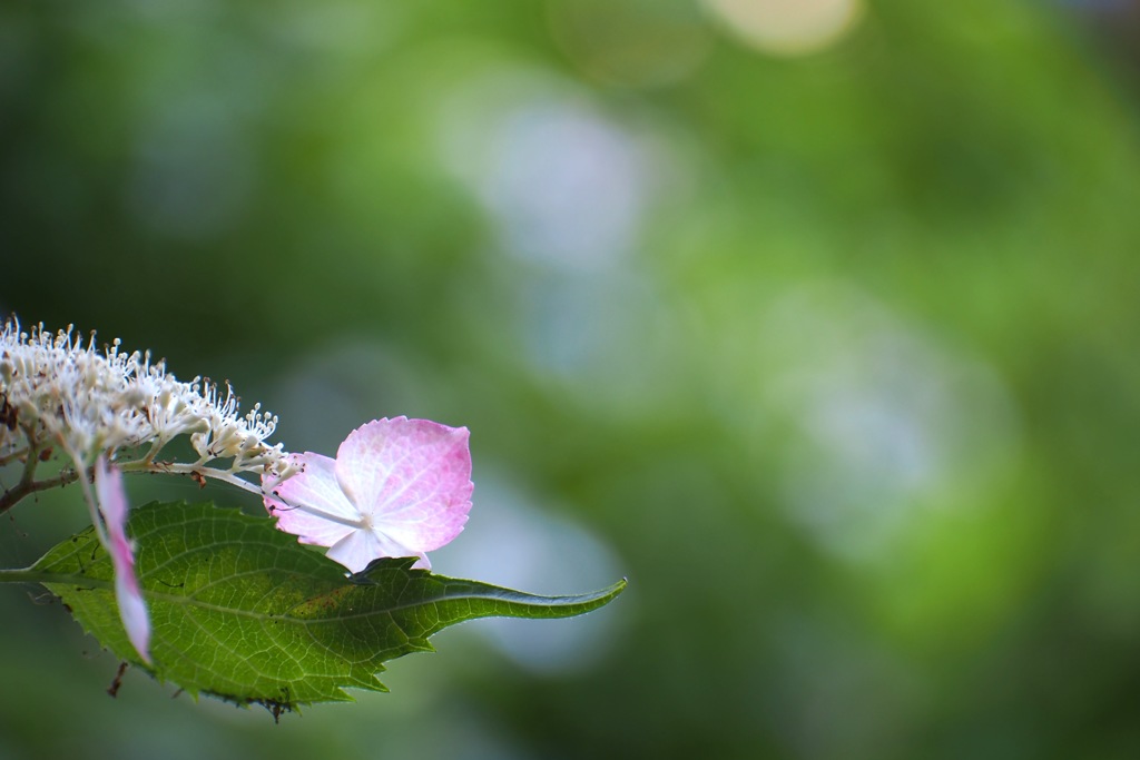 紫陽花_32