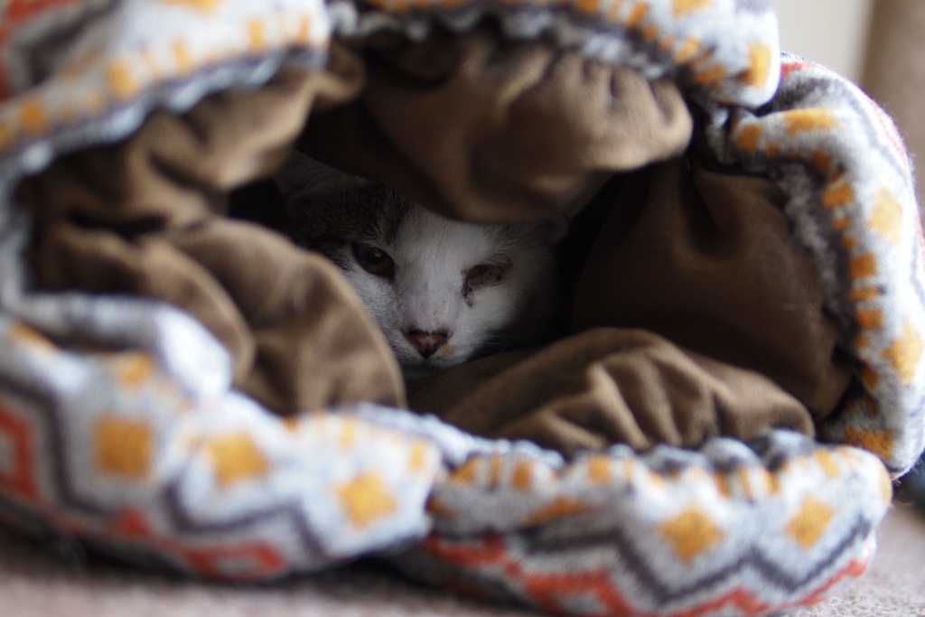 cat_530　まだ寒いにゃ
