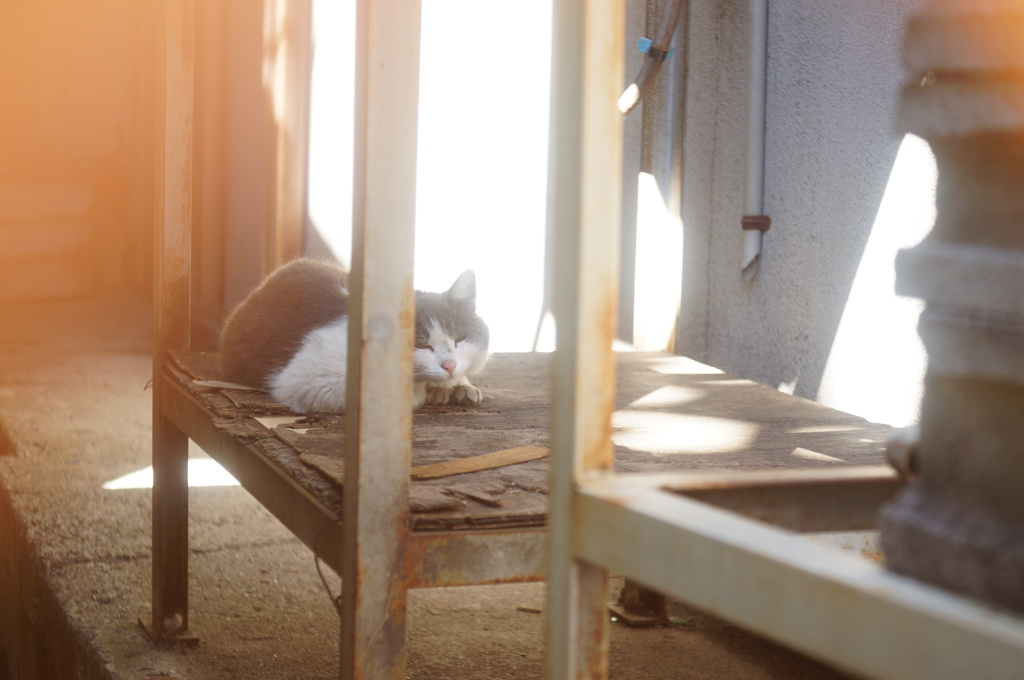 cat_258　んにゃーん