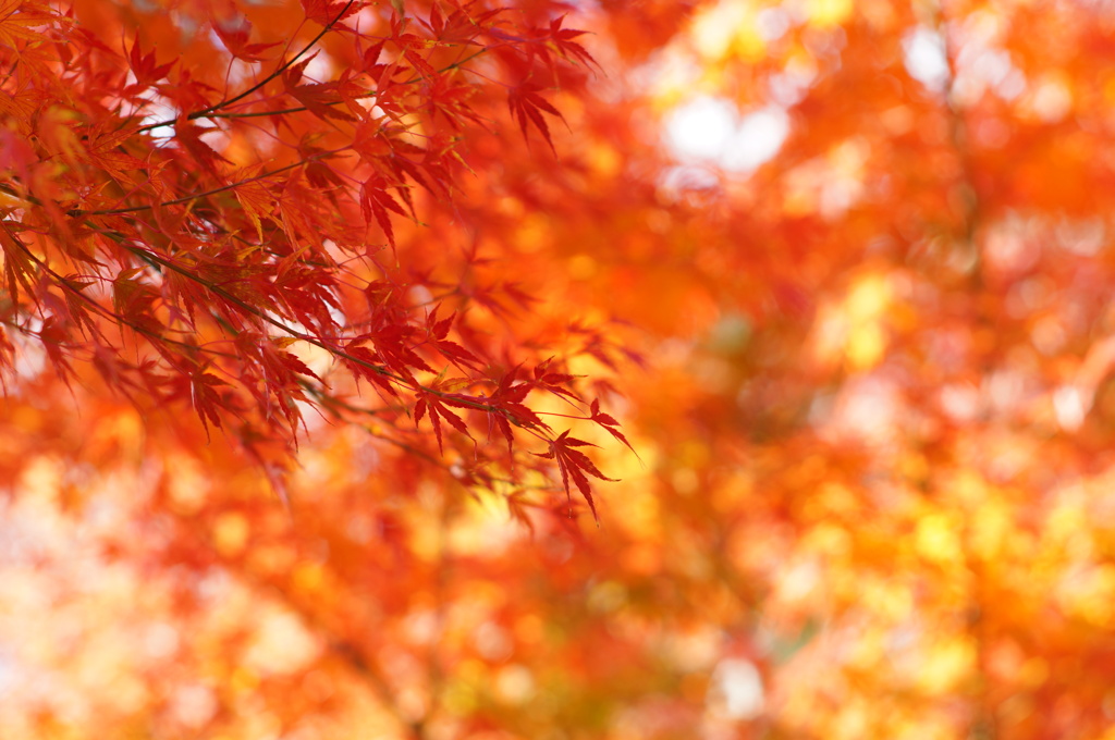 紅葉