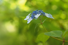 紫陽花_5
