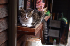 cat_264　雨宿り