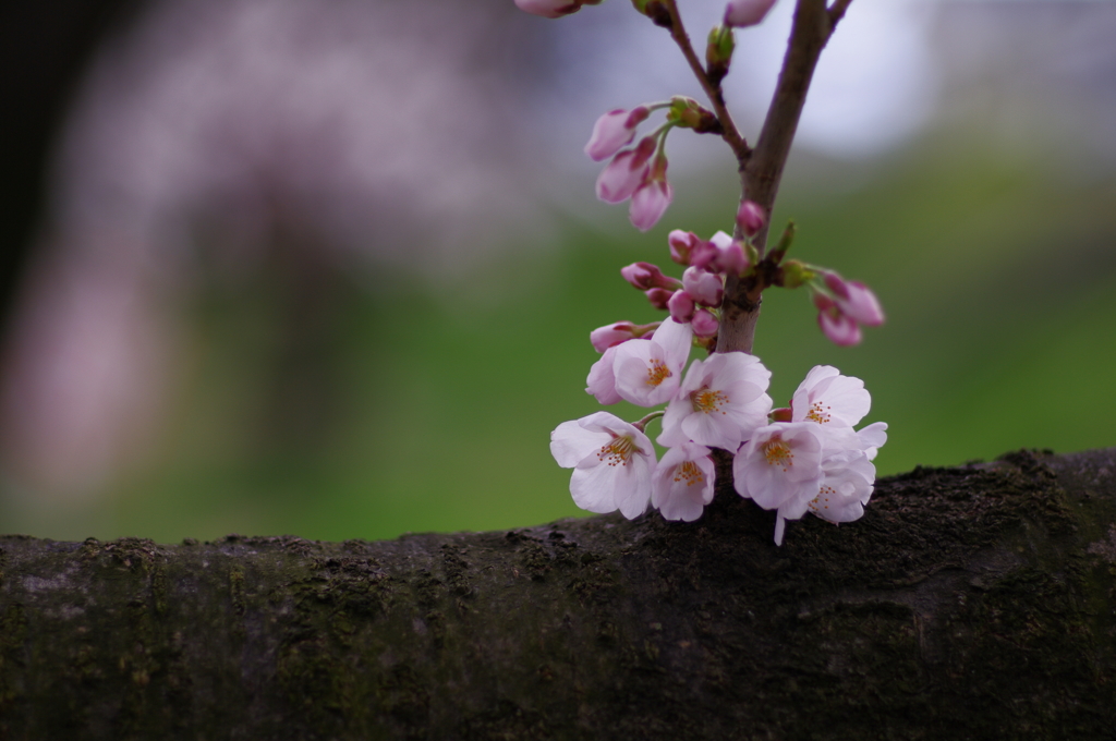 公園にて_1