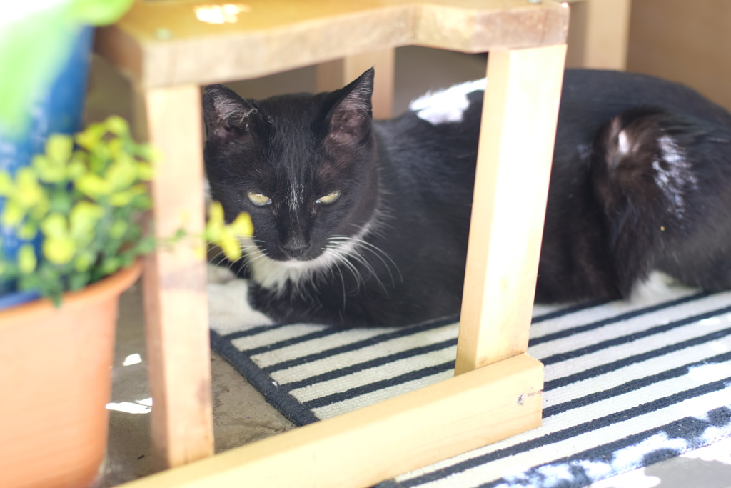cat_288　指定席