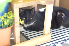 cat_288　指定席