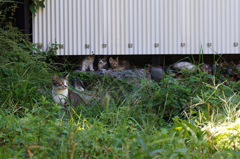 cat_386　母は強し