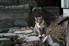 cat_191　ガンを飛ばされた(^^;