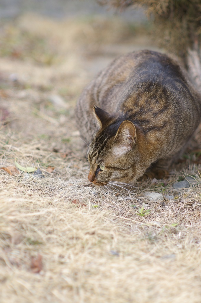 cat_5
