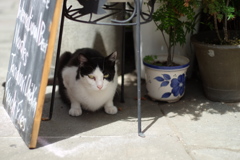 cat_338