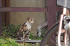 cat_57  何を見つけたのかな?