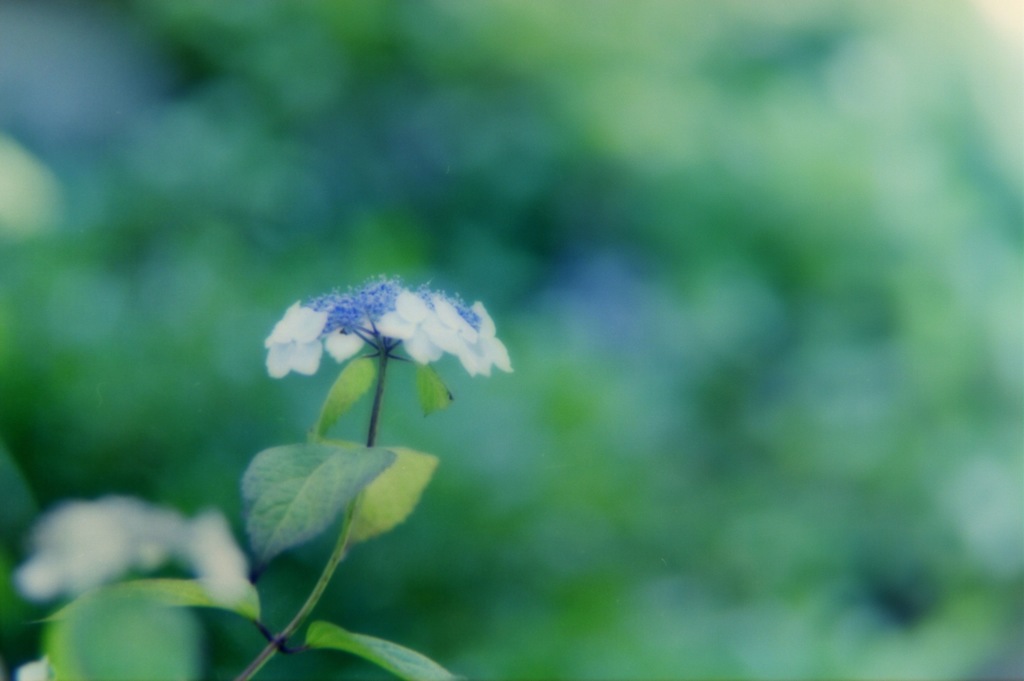 紫陽花　フィルムにて