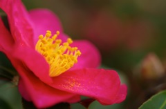 山茶花_4