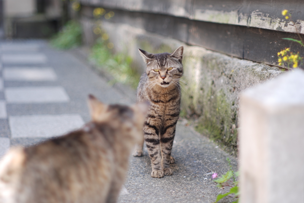 cat_274　こっちに来にゃいで!