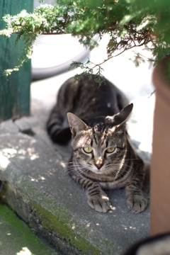 cat_345　誰にゃ?