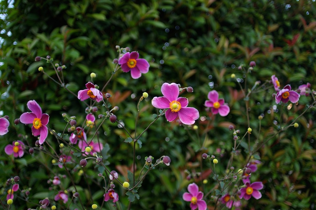 秋明菊