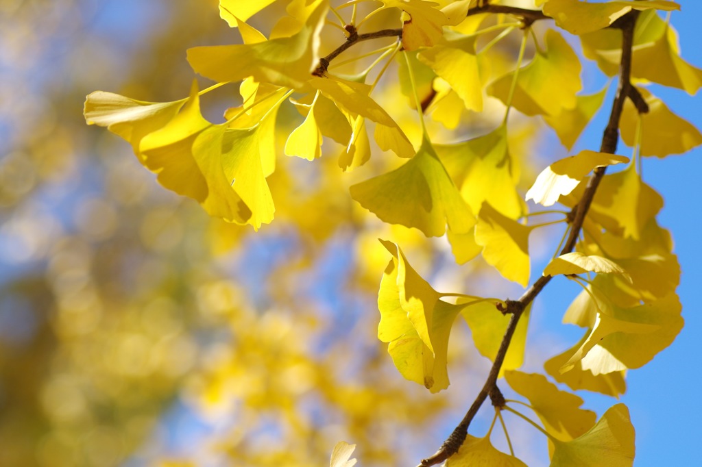 黄葉_銀杏_7