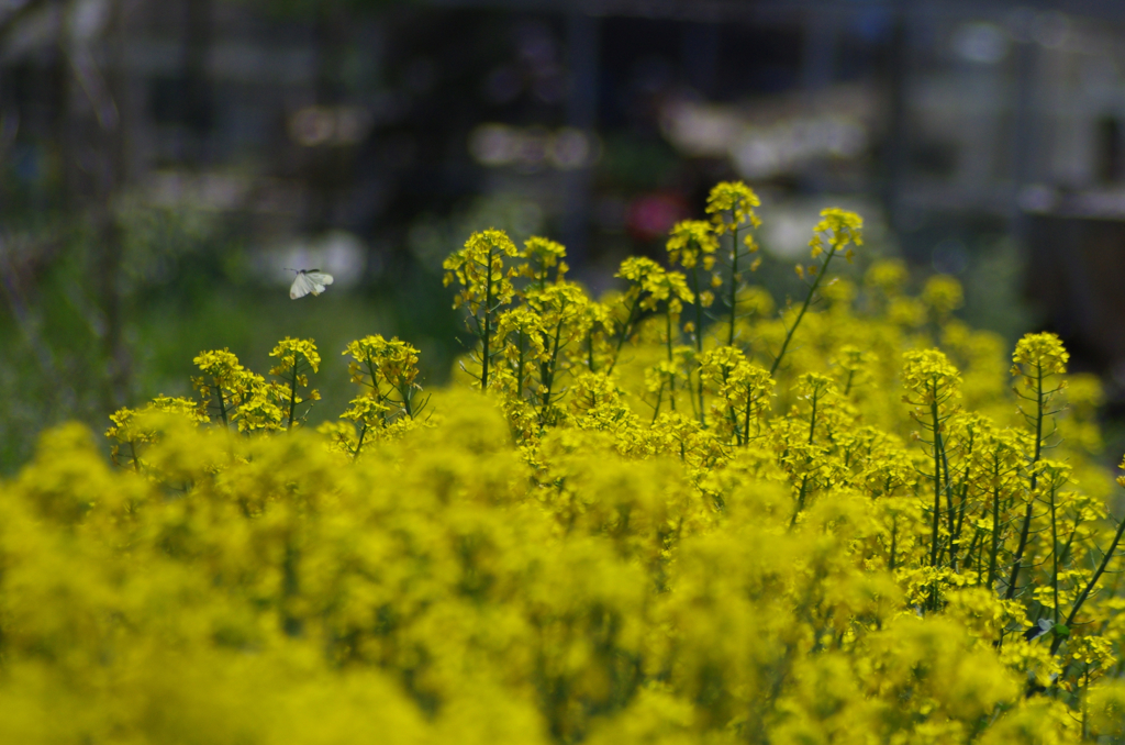 菜の花畑_1