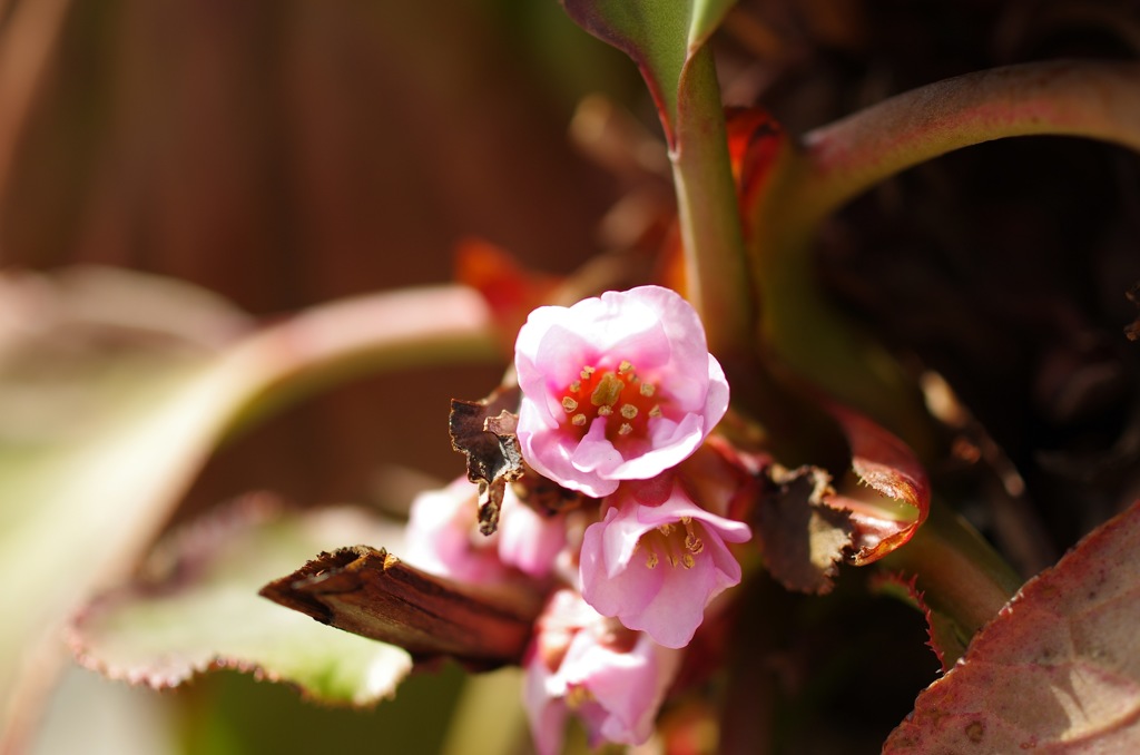 ヒマラヤユキノシタ_2