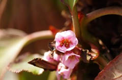 ヒマラヤユキノシタ_2