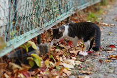 cat_444-1　確かココに…