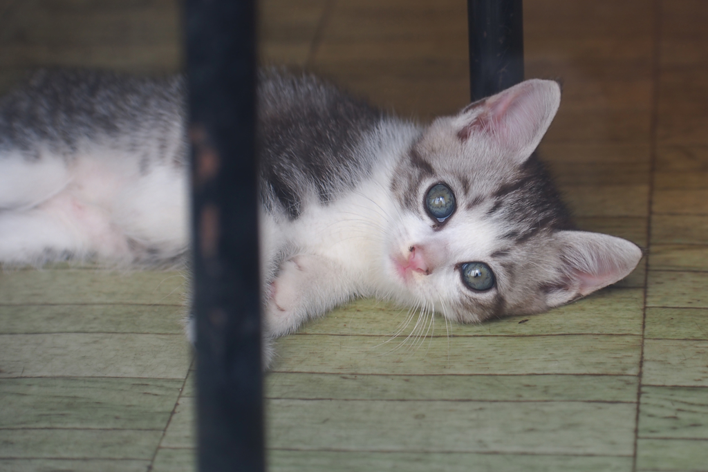 子猫_1